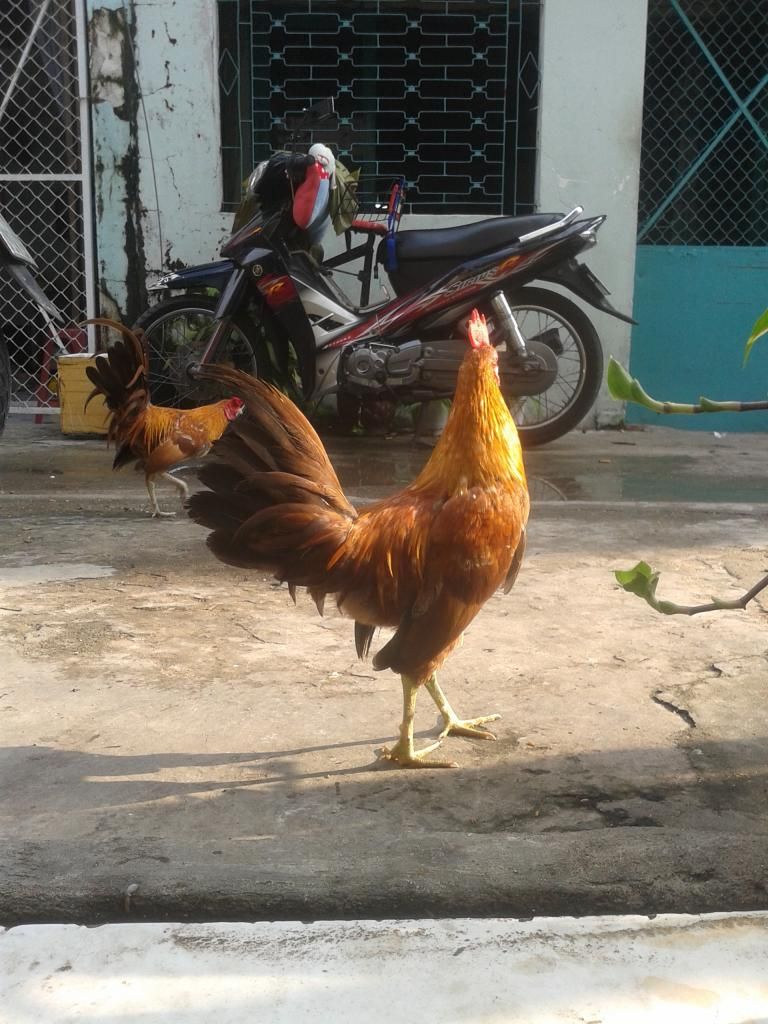 Cần bán gà tre lai.. - 5