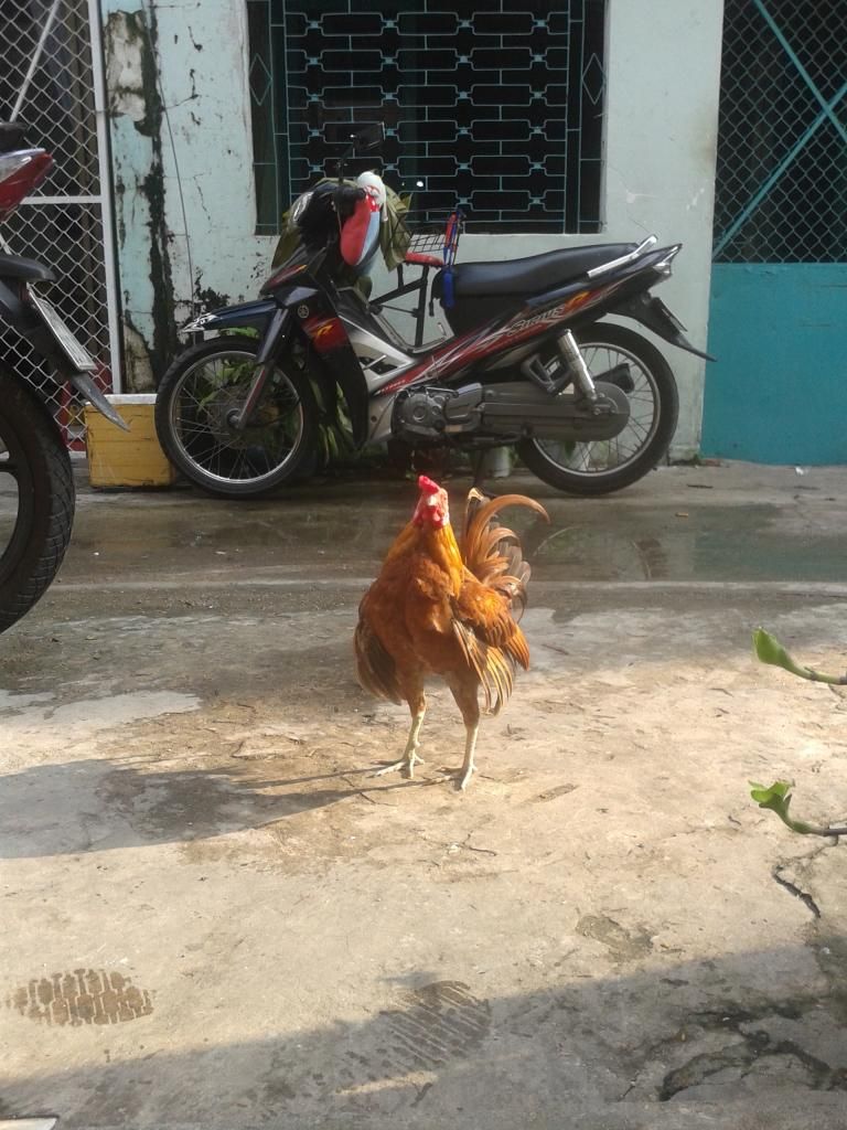 Cần bán gà tre lai.. - 1