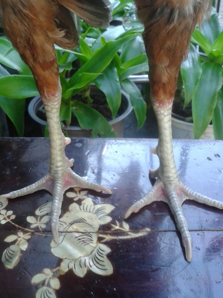 Cần bán gà tre lai.. - 3