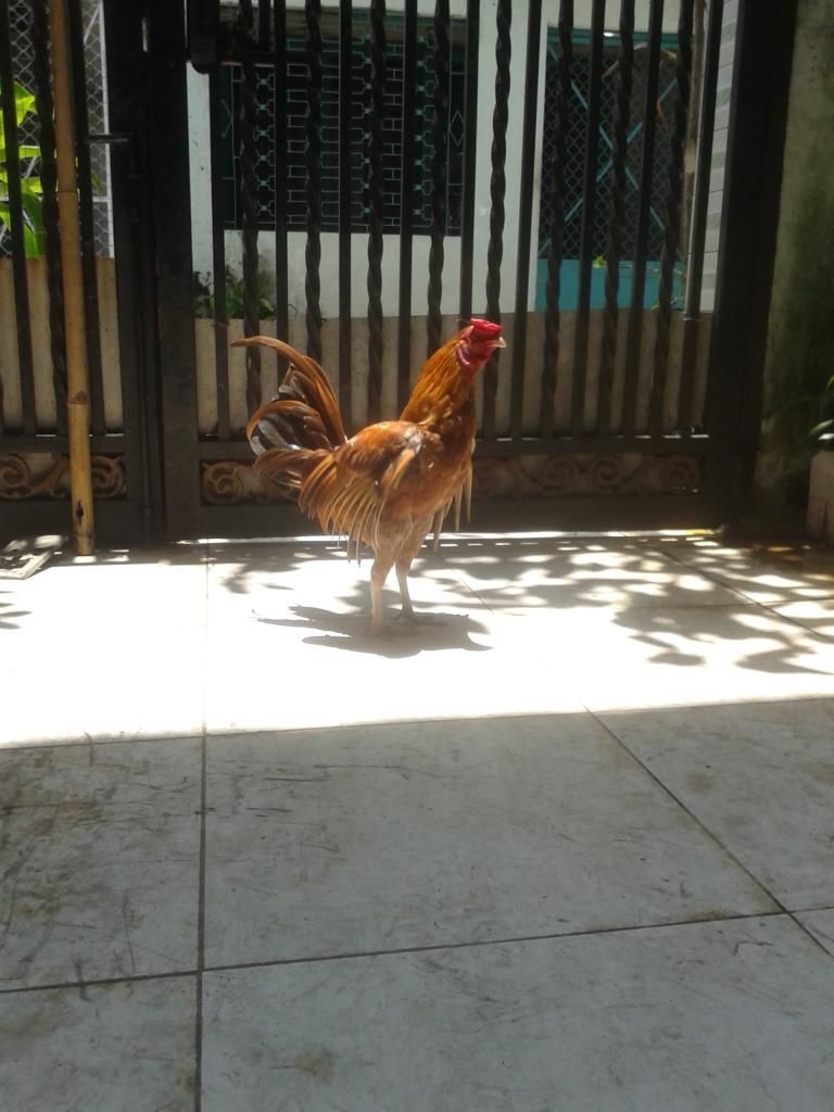 Cần bán gà tre lai..