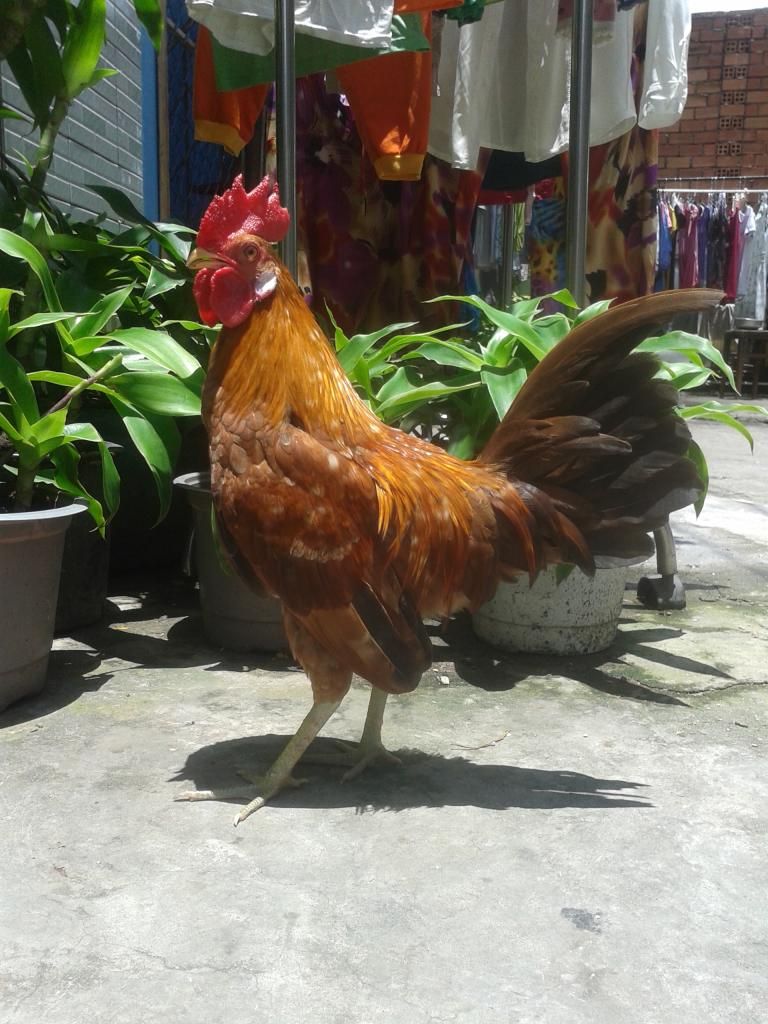 Cần bán gà tre lai.. - 6