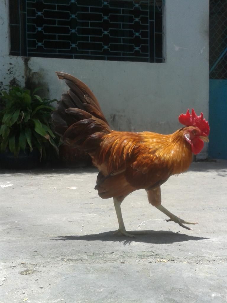 Cần bán gà tre lai.. - 4