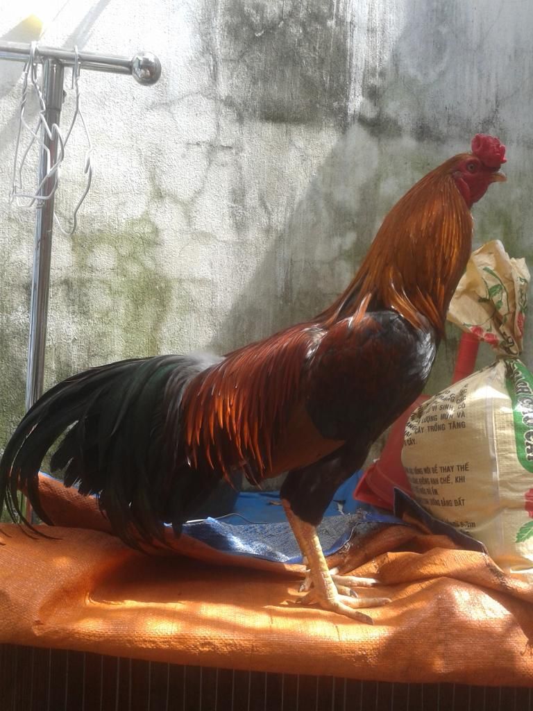 Gà nòi..đẳng cấp - 1