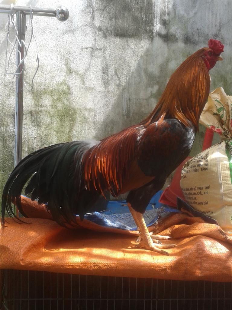 Gà nòi..đẳng cấp - 2