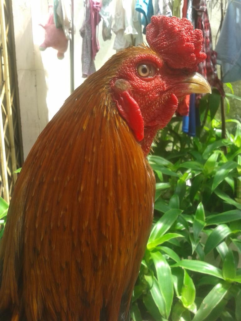 Gà nòi..đẳng cấp