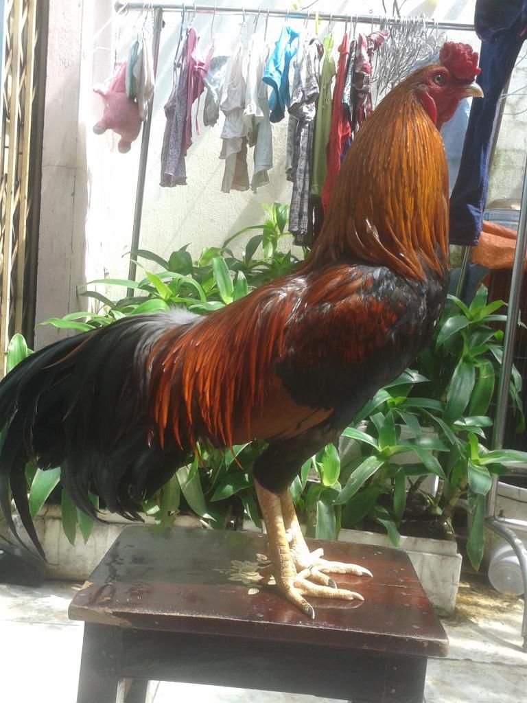 Gà nòi..đẳng cấp - 3