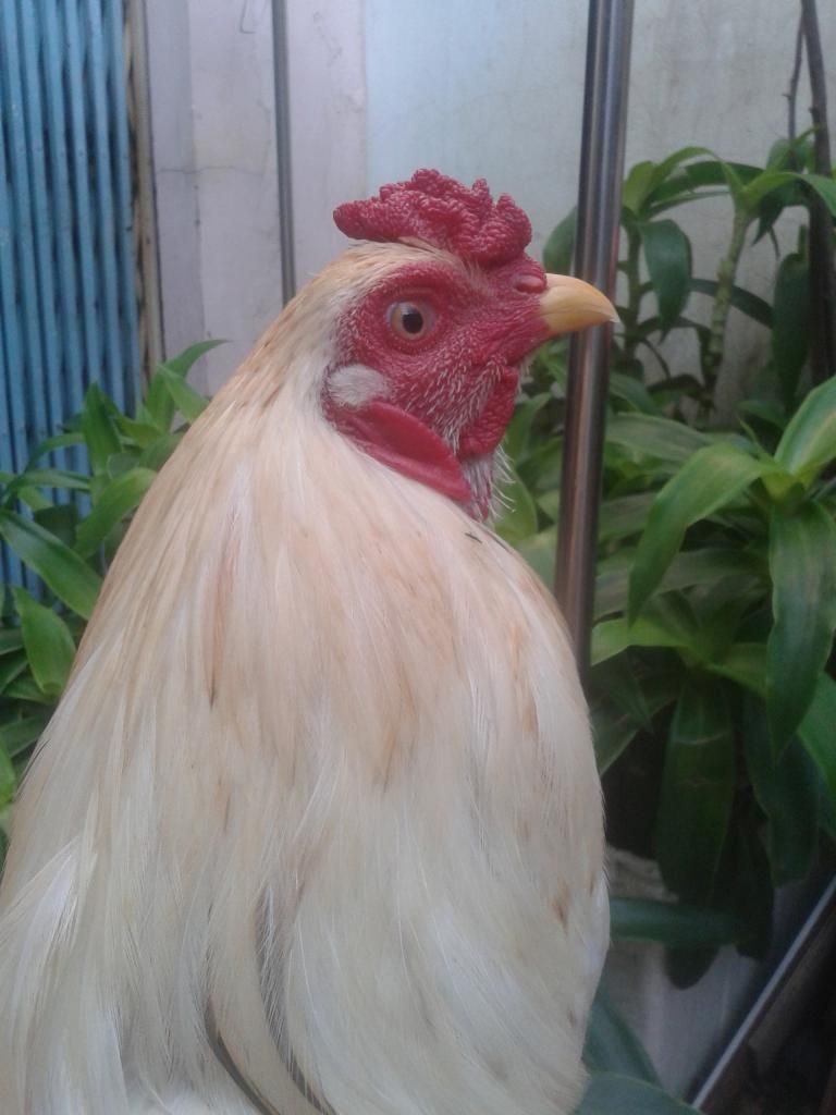 thanh lý gà noi..giá rẻ.