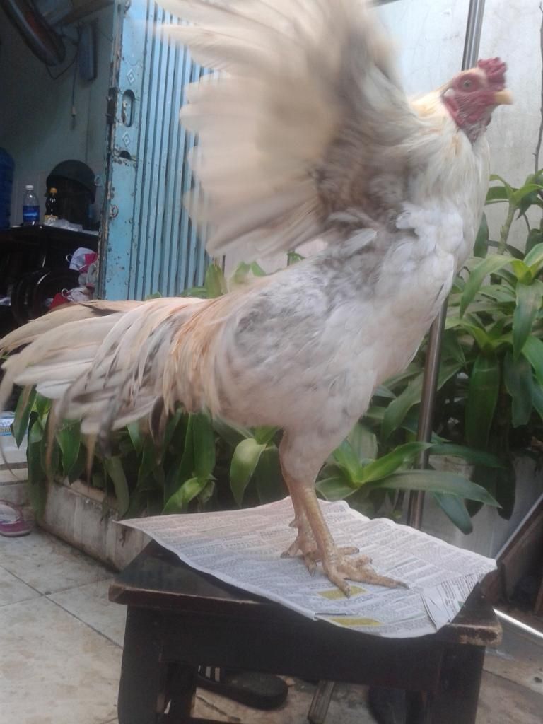 thanh lý gà noi..giá rẻ. - 3