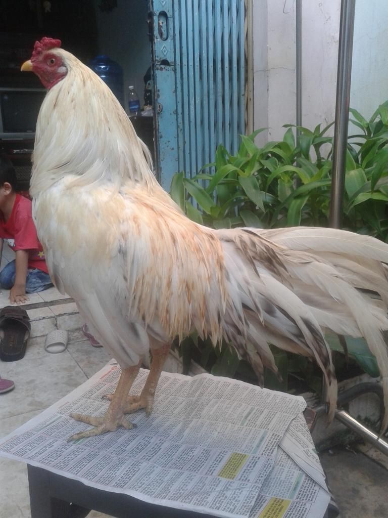 thanh lý gà noi..giá rẻ. - 1