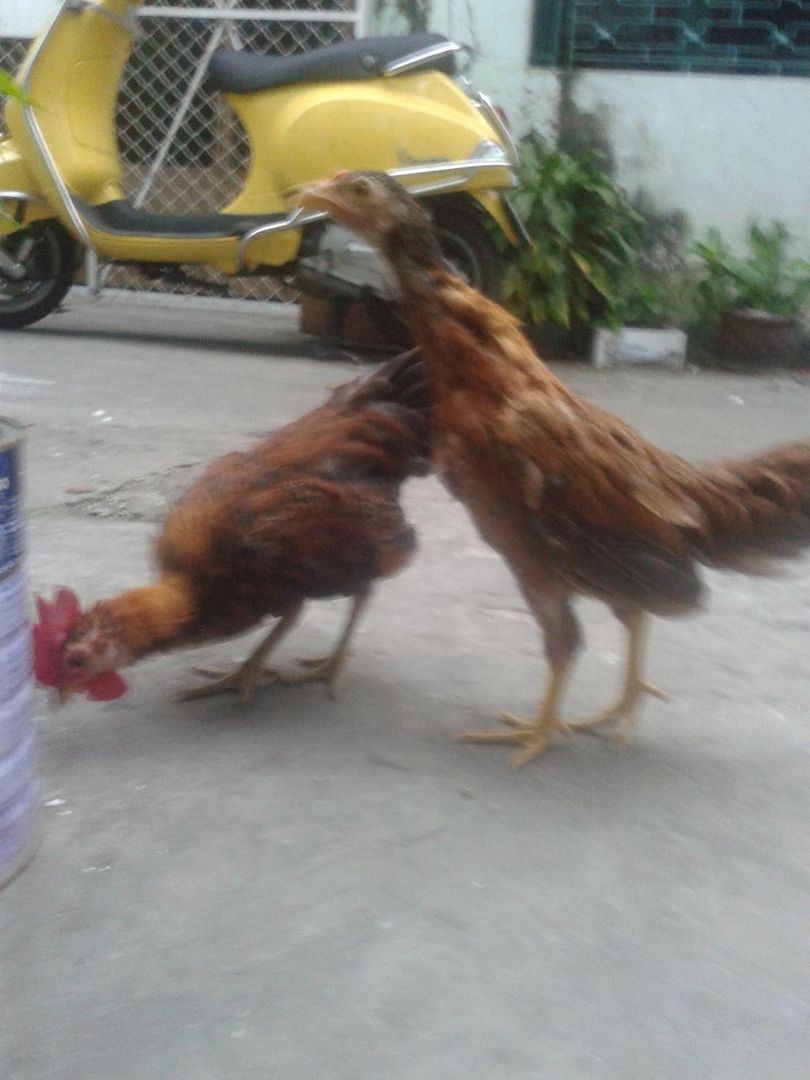 Thanh lý cặp gà asil bobby boles hơn 3 tháng giá rẻ.. - 4