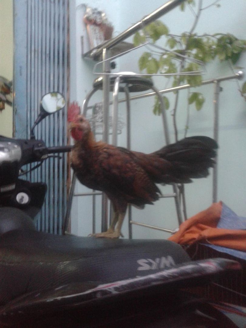 Thanh lý cặp gà asil bobby boles hơn 3 tháng giá rẻ.. - 1