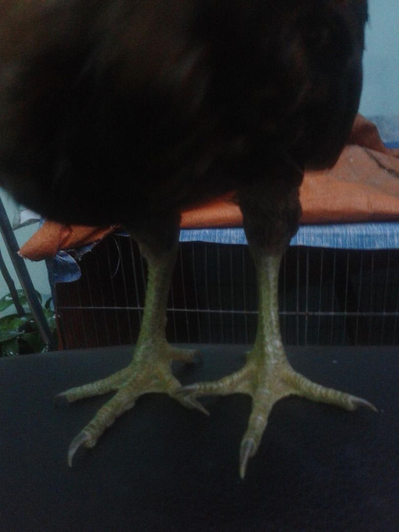 Thanh lý cặp gà asil bobby boles hơn 3 tháng giá rẻ.. - 3