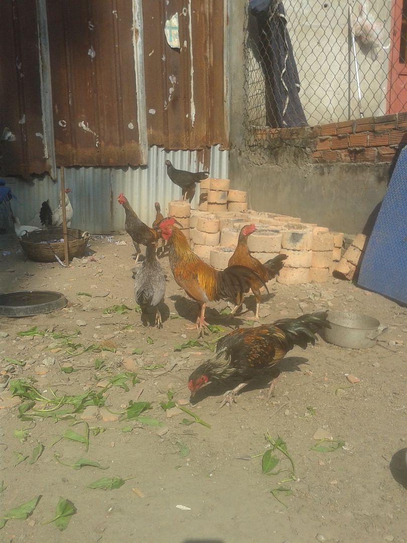 thanh lý gà tre,gà nòi đủ loại giá rẻ.. - 1