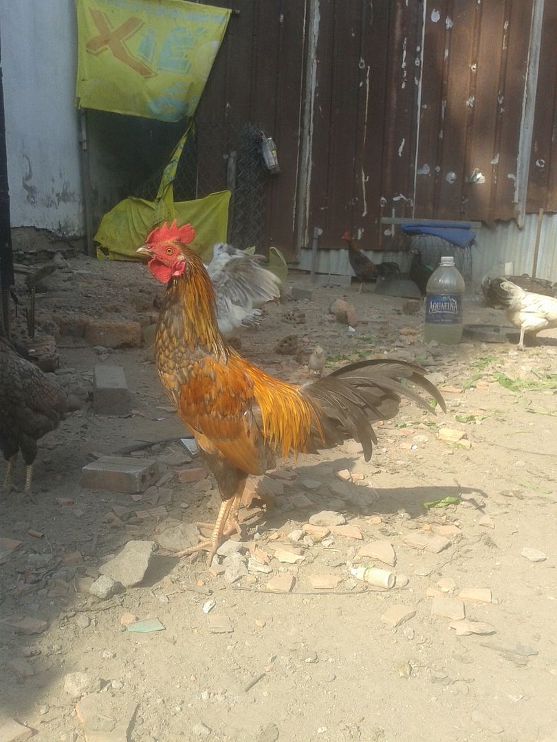 thanh lý gà tre,gà nòi đủ loại giá rẻ.. - 3