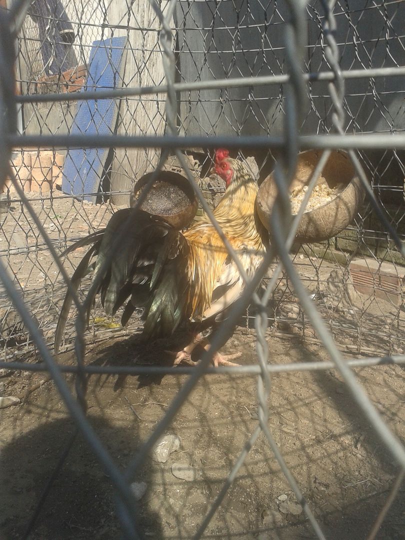 thanh lý gà tre,gà nòi đủ loại giá rẻ.. - 6