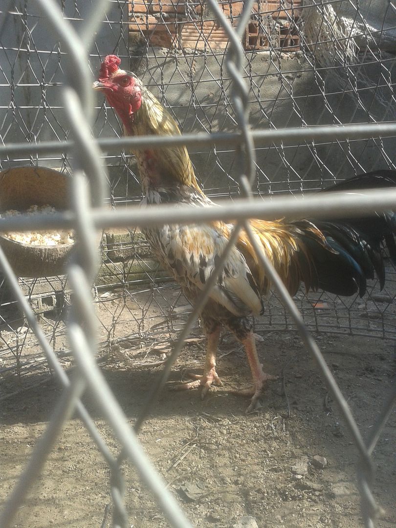 thanh lý gà tre,gà nòi đủ loại giá rẻ.. - 5