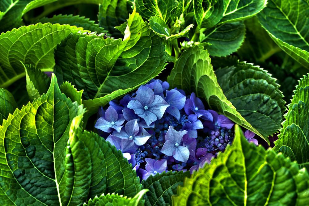 IMAGE: http://i1082.photobucket.com/albums/j364/CandA_Photography/Flowers/teresasflowers4smaller.jpg