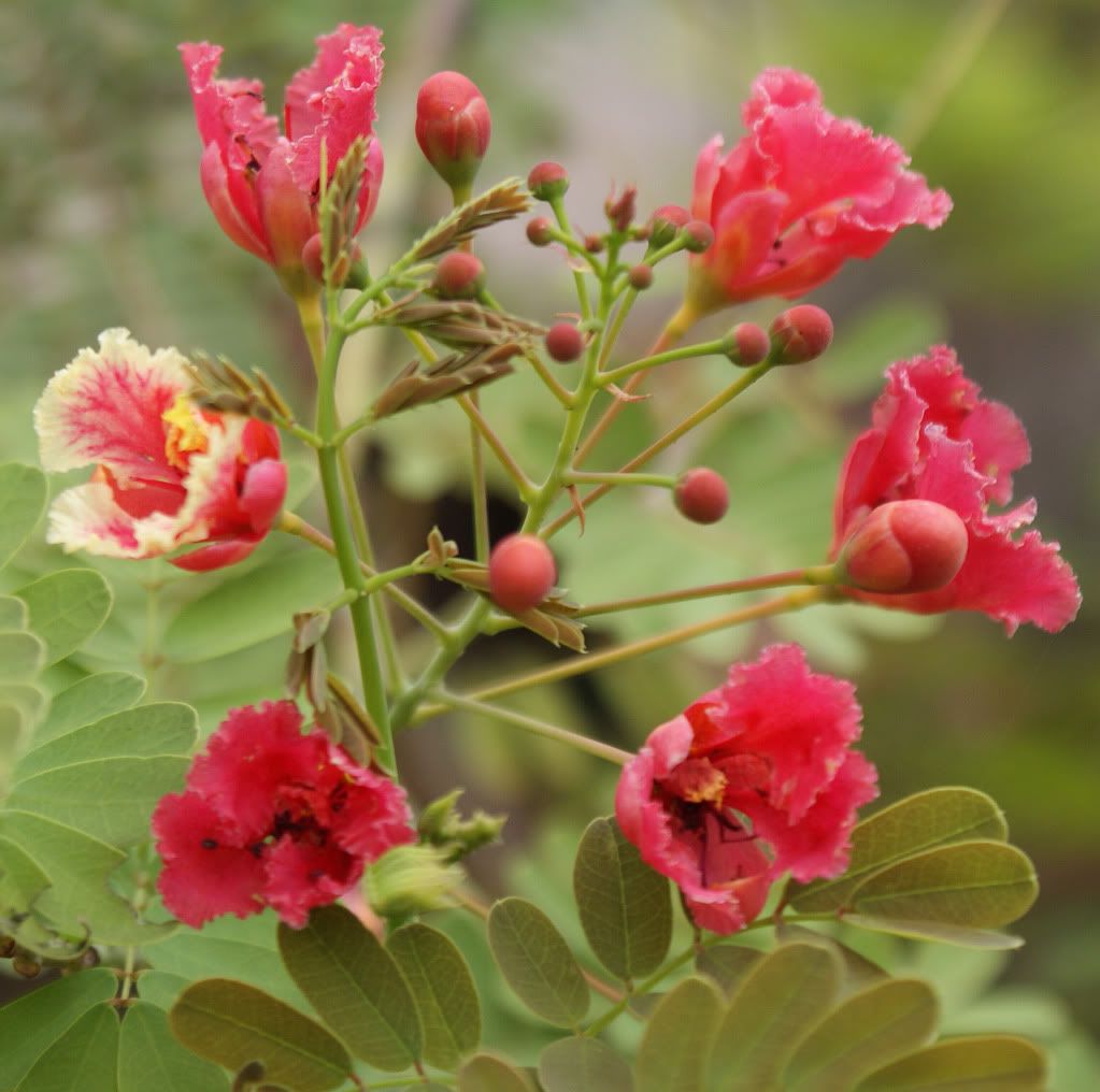 Exotic flowers Pictures, Images and Photos
