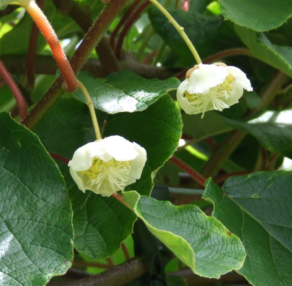 kiwi flowers photo: Female Kiwi Flowers-Finally-all 7 of them July 1 2012 Kiwis-FemaleBlossomsfinallyJune2920122873.jpg