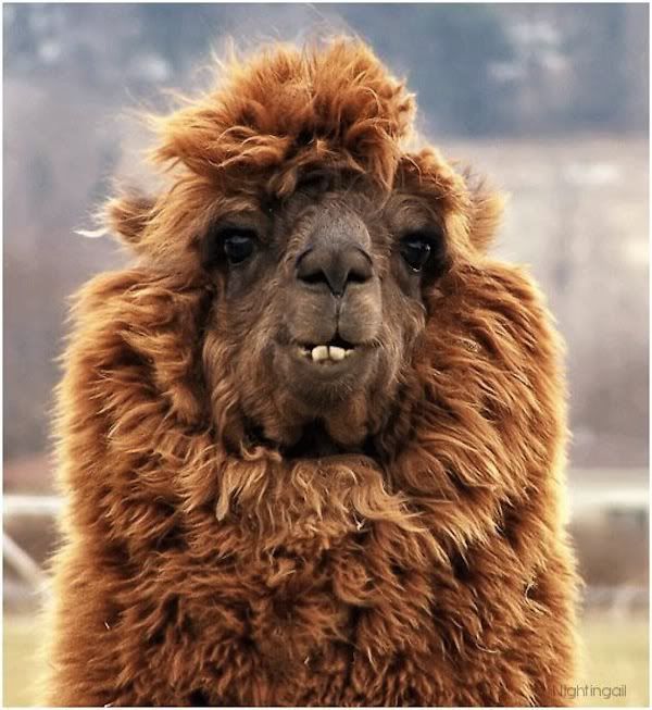 funny-alpacas-with-awesome-amazing-hilarious-hair-6.jpg
