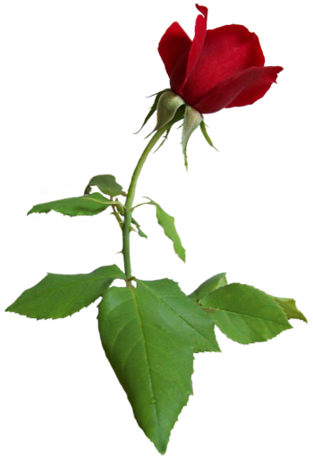 single red rose photo:  singleredrose01LT.png