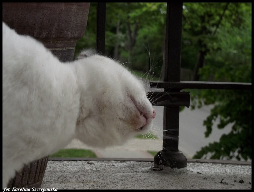 DSCF1851.jpg?t=1305477483