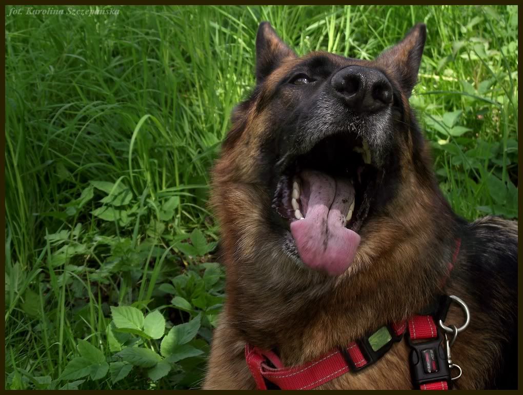 DSCF1681.jpg?t=1305372983