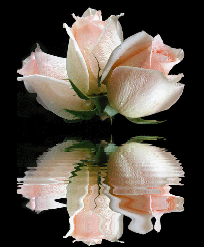 reflection roses Pictures, Images and Photos