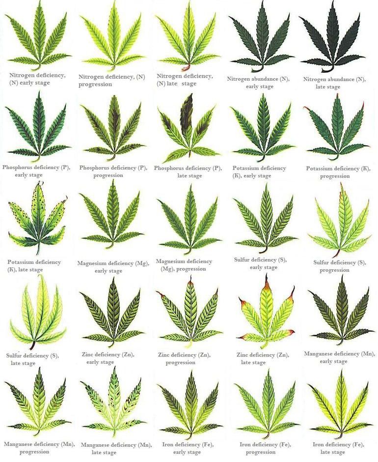 Cannabis Deficiencies