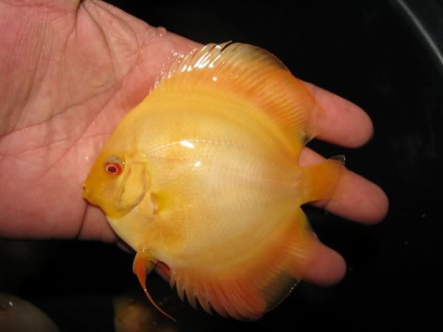 albinomilenniumgolddiscus1.jpg