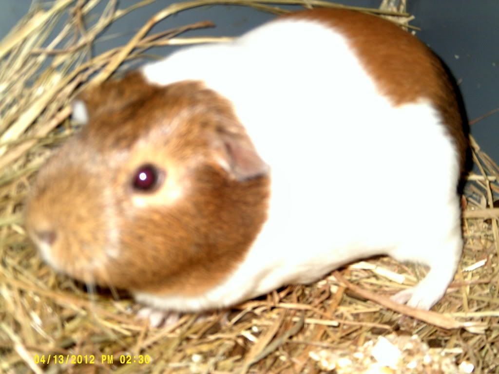 DSCF0036.jpg