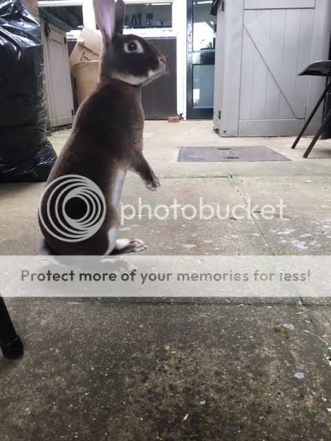  photo IMG_2217_zpsn69geegw.jpg