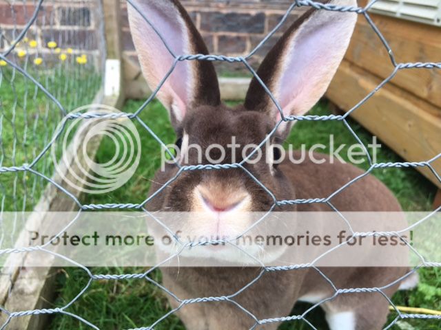  photo IMG_2470_zpskapgdovc.jpg