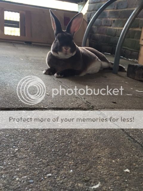  photo IMG_2627_zpsiyitsi4y.jpg