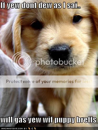 Cute puppy photo:  cute-puppy-pictures-loldogs-puppy-breffs.jpg